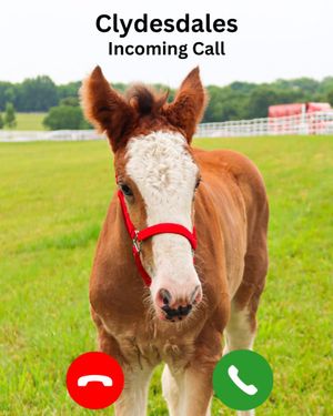 Image post by @WarmSpringRanch on Twitter/X