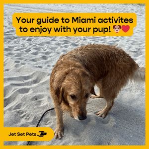 Image post by @jetsetpets on Instagram