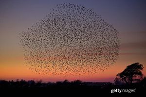 Image post by @gettyimages on Instagram