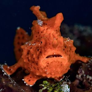 Image post by @animalplanet on Instagram