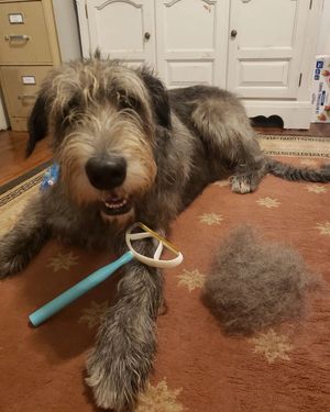 Image post by @thesavannahwolfhound on Instagram