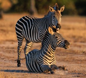 Image post by @chiawasafaris on Instagram
