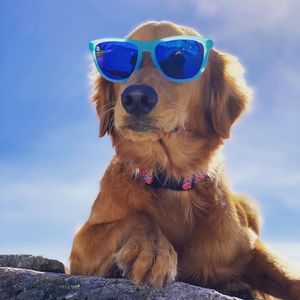 Image post by @knockaround on Instagram