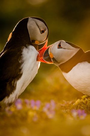 Image post by @Discovery on Twitter/X