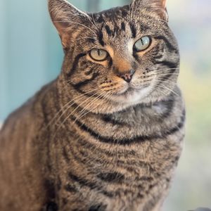 Image post by @whitmanpets on Instagram