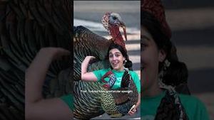 Video post by @kiwico on YouTube