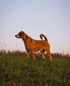 Image post by @evolvepetfood on Instagram