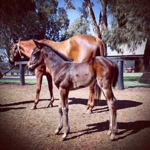 Image post by @gundyparkequine on Instagram