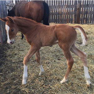 Image post by @thebloodhorse on Instagram