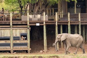 Image post by @chiawasafaris on Instagram