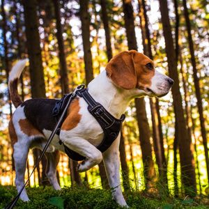 Image post by @triumphpetfood on Instagram