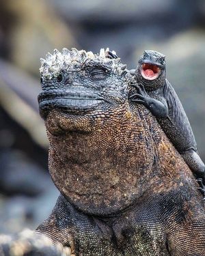 Image post by @discovery on Instagram