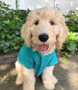 Image post by @evolvepetfood on Instagram
