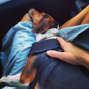 Image post by @laraleatrump on Instagram