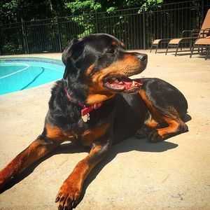 Image post by @animalplanet on Instagram