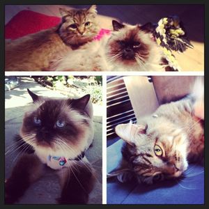 Image post by @romibean on Instagram