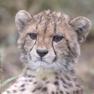 Image post by @animalplanet on Instagram