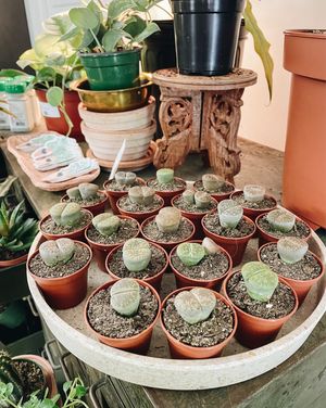 Image post by @thegreenhousejax on Instagram