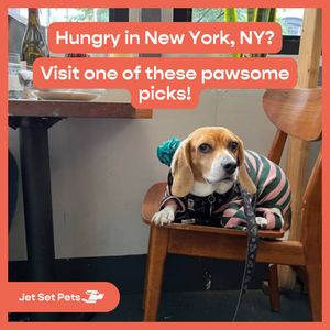 Image post by @jetsetpets on Instagram