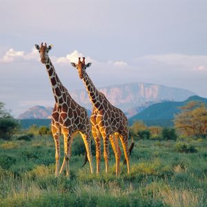 Image post by @animalplanet on Instagram