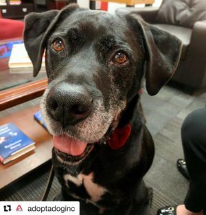 Image post by @laraleatrump on Instagram