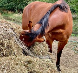 Image post by @NZHorseAmbulanceTrust on Facebook