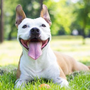 Image post by @animalplanet on Instagram