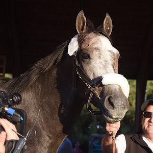 Image post by @pegasusworldcup on Instagram