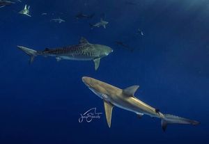 Image post by @discovery on Instagram