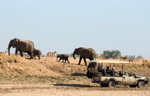 Image post by @chiawasafaris on Instagram