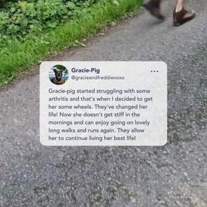 Image post by @walkinpets on Instagram