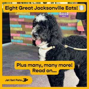 Image post by @jetsetpets on Instagram