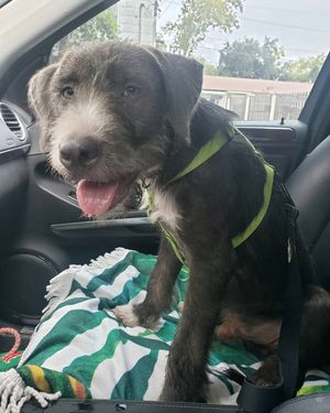 Image post by @thesavannahwolfhound on Instagram