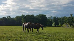 Image post by @spendthriftfarm on Instagram