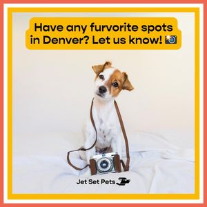 Image post by @jetsetpets on Instagram