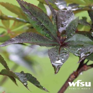 Image post by @wfsupublicmedia on Instagram