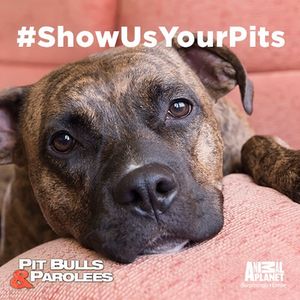 Image post by @animalplanet on Instagram