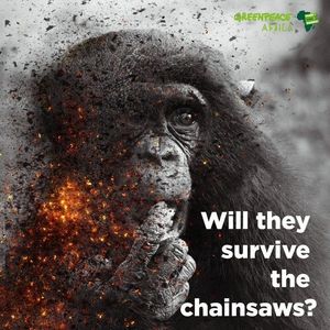 Image post by @greenpeace on Instagram