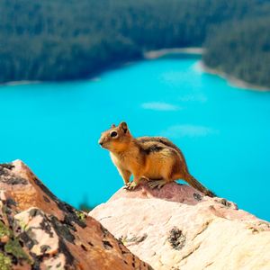 Image post by @animalplanet on Instagram