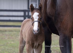 Image post by @thoroughbred_daily_news on Instagram