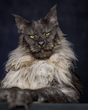 Image post by @animalplanet on Instagram