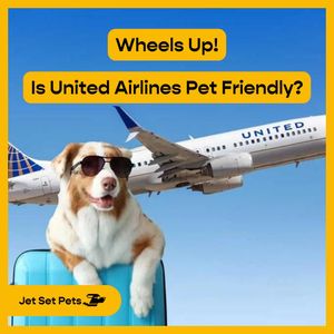 Image post by @jetsetpets on Instagram