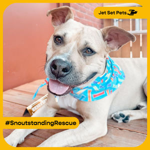 Image post by @jetsetpets on Instagram
