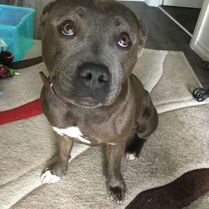 Image post by @bestforpetsmelb on Instagram