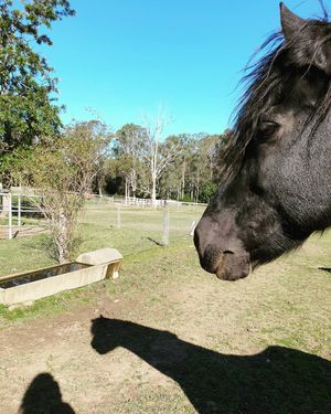 Image post by @performancesaddlefitssthsydney on Instagram