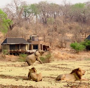 Image post by @chiawasafaris on Instagram