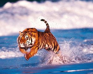 Image post by @lsubeachvb on Instagram