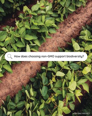 Image post by @nongmoproject on Instagram