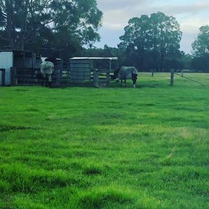 Image post by @first_bit_equine_ on Instagram
