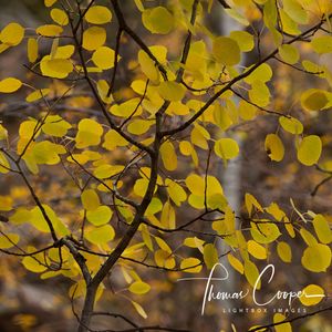 Image post by @lightboximages on Instagram